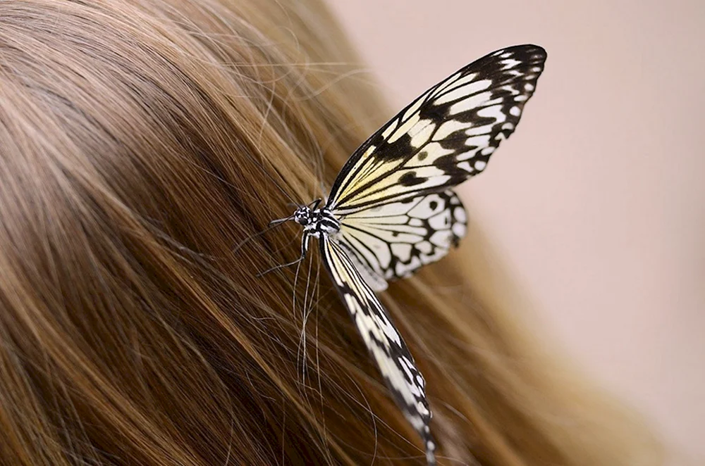 Бабочки в волосах