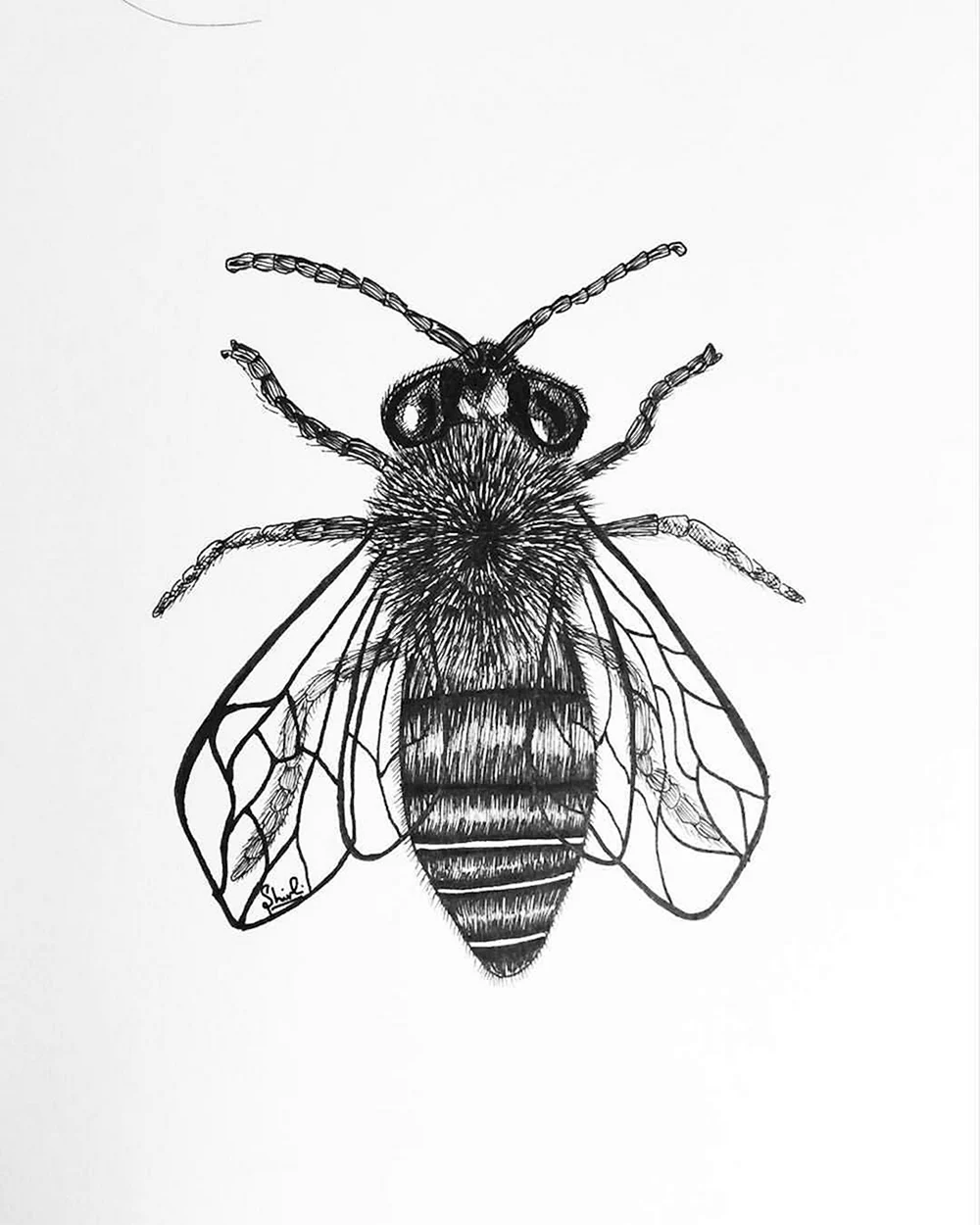 Bee Sketch