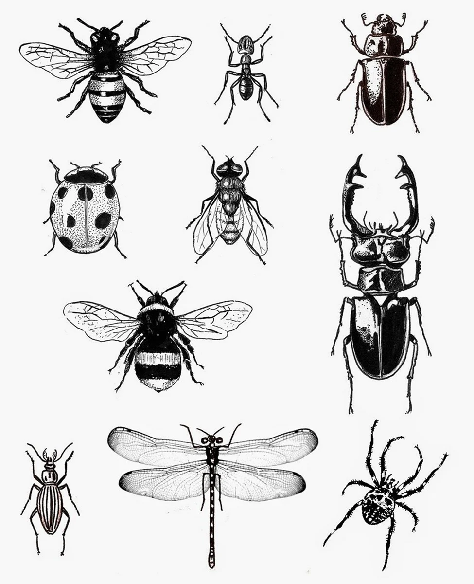 Beetle Tattoo Design