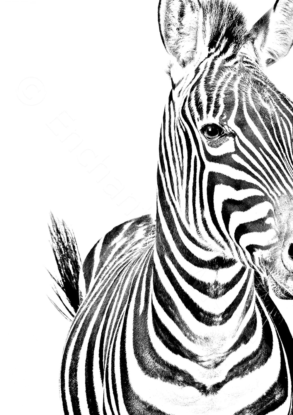 BW Zebra