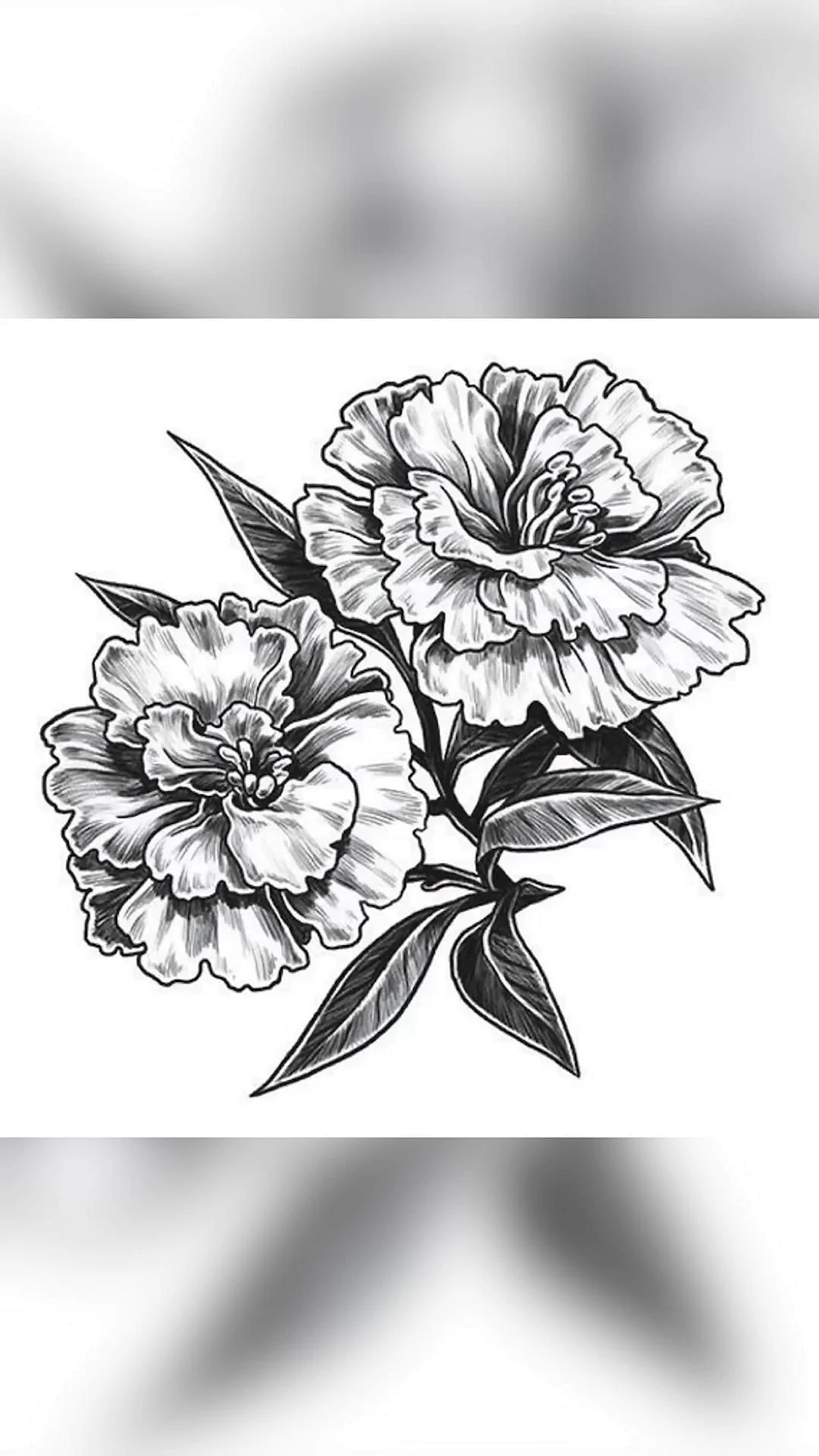 Carnation Sketch