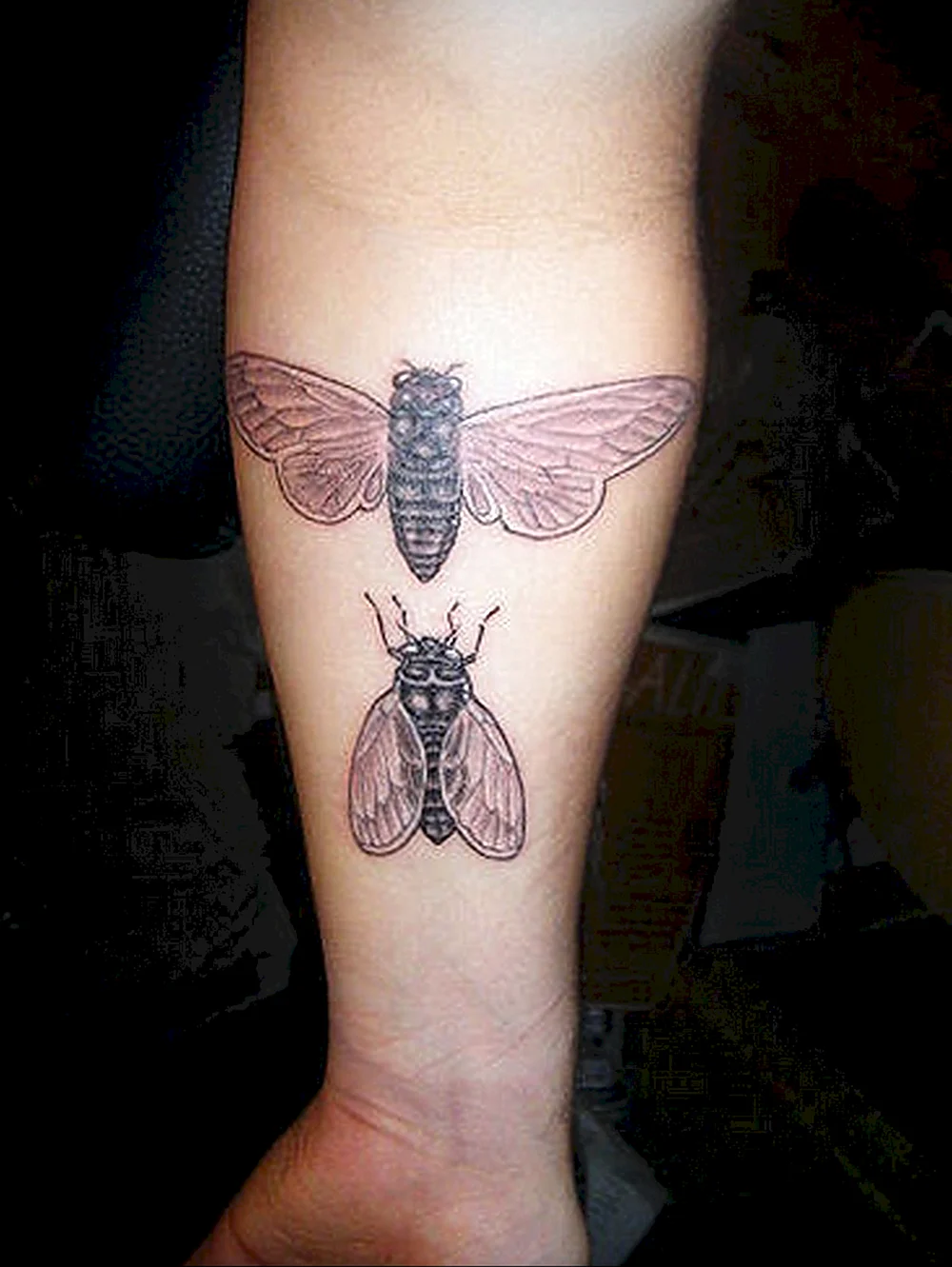 Cicada Tattoo