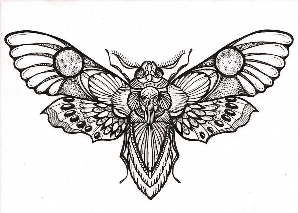 Death head Moth drawing
