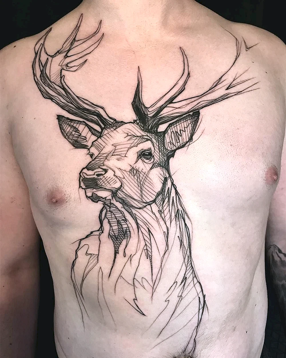 Deer Tattoo Sketch