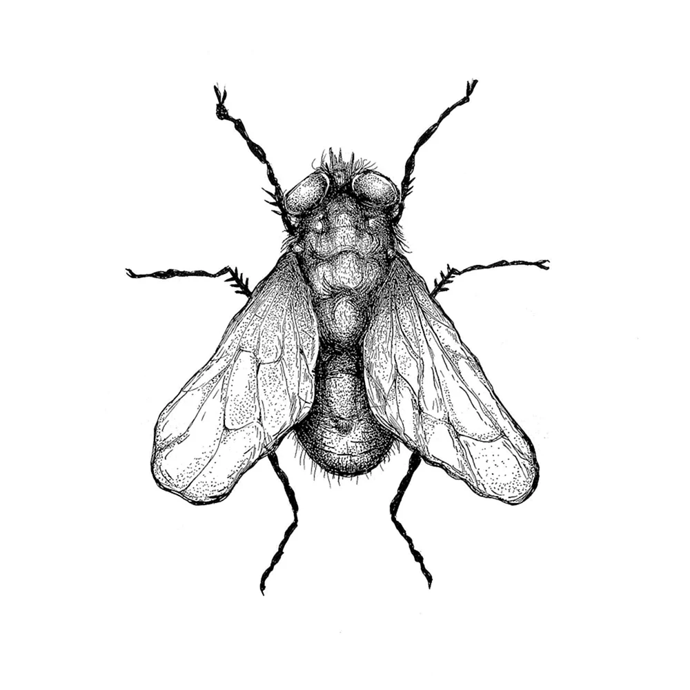 Draw Fly insect