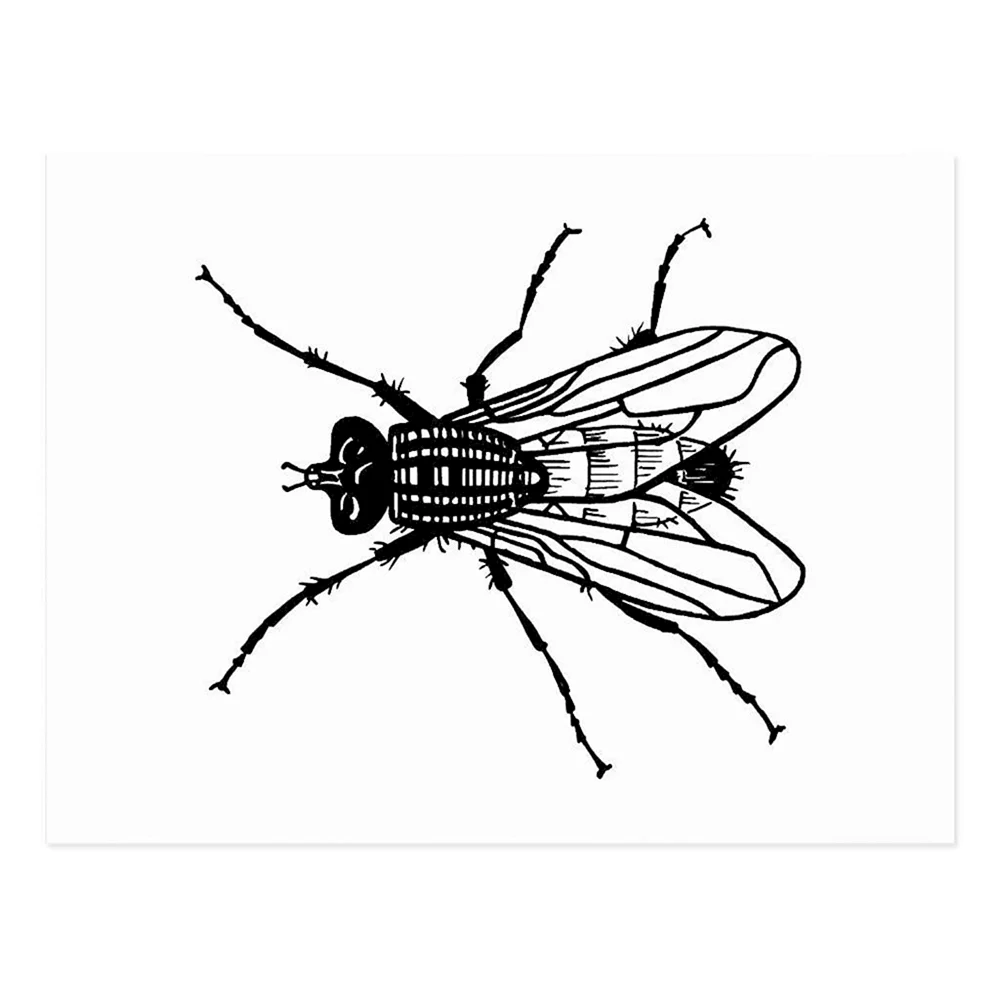 Fly drawing
