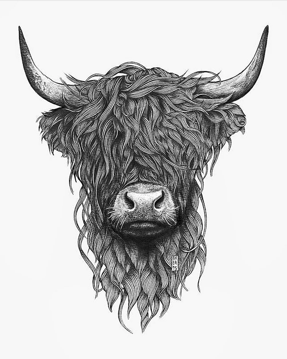Highland Cow Sketch