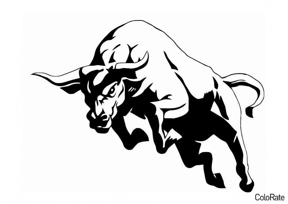 Illustrator bull