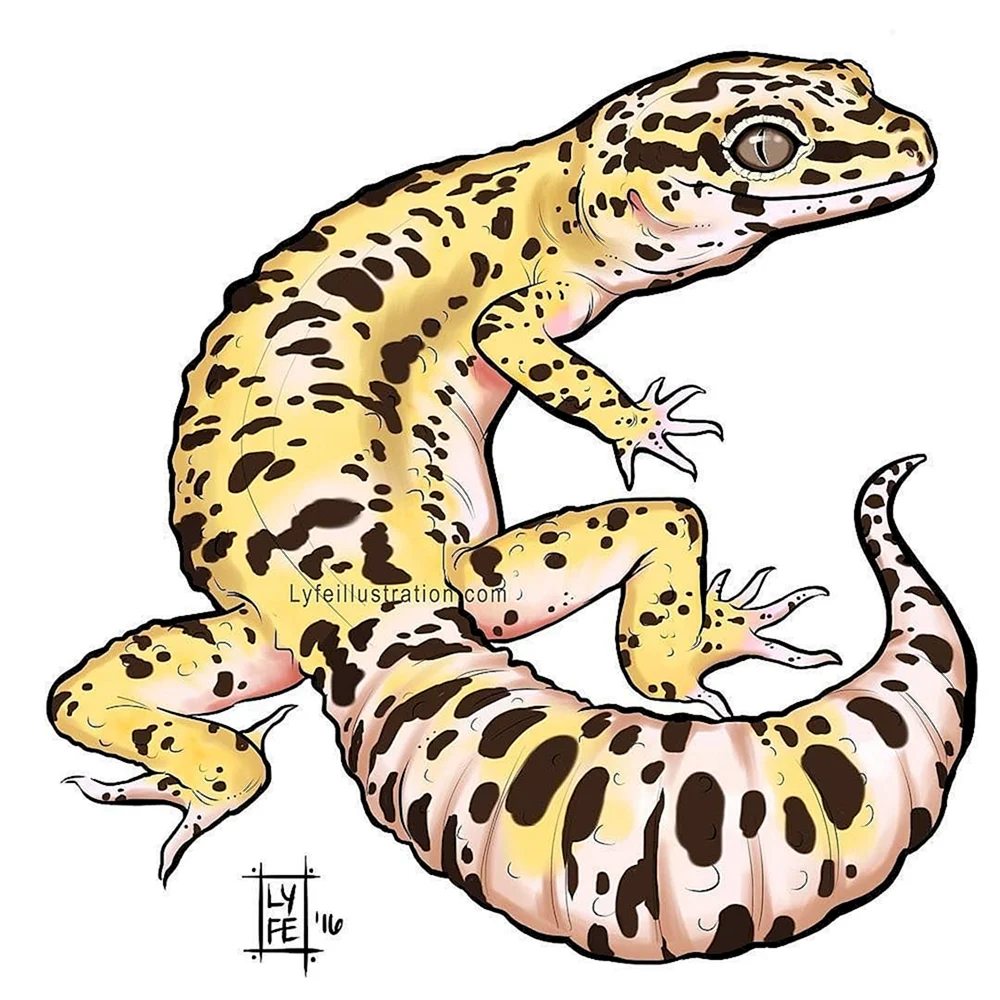 Leopard Gecko cute