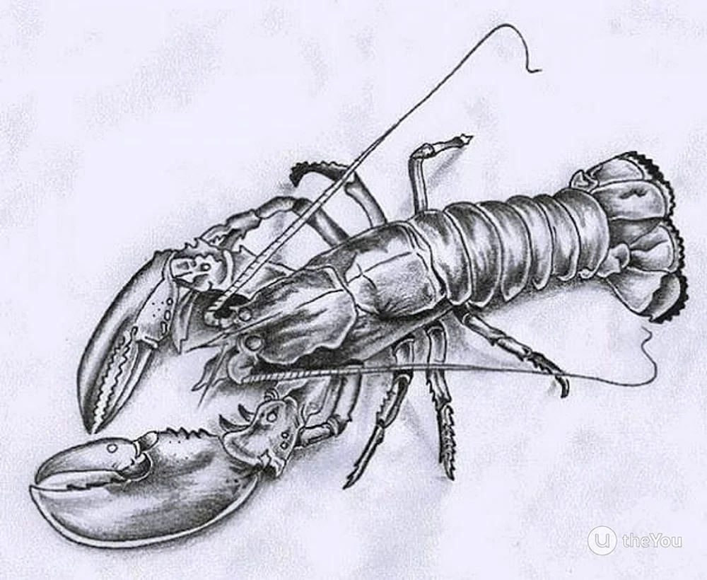 Lobster Sketch