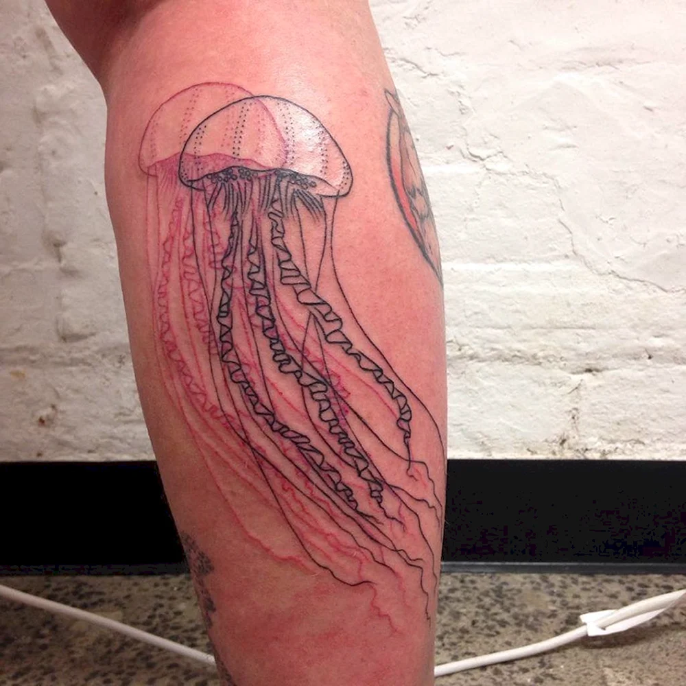 Medusa do Mar