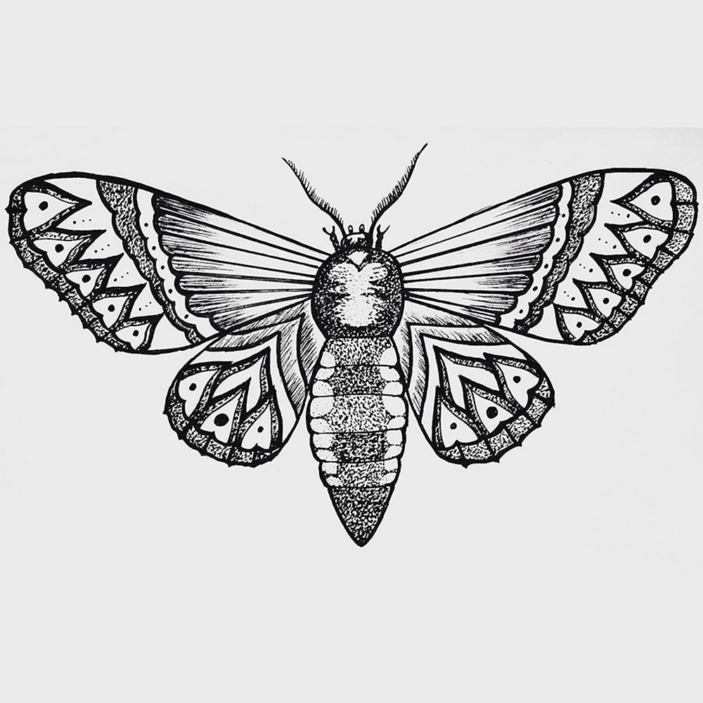 Moth Sketch