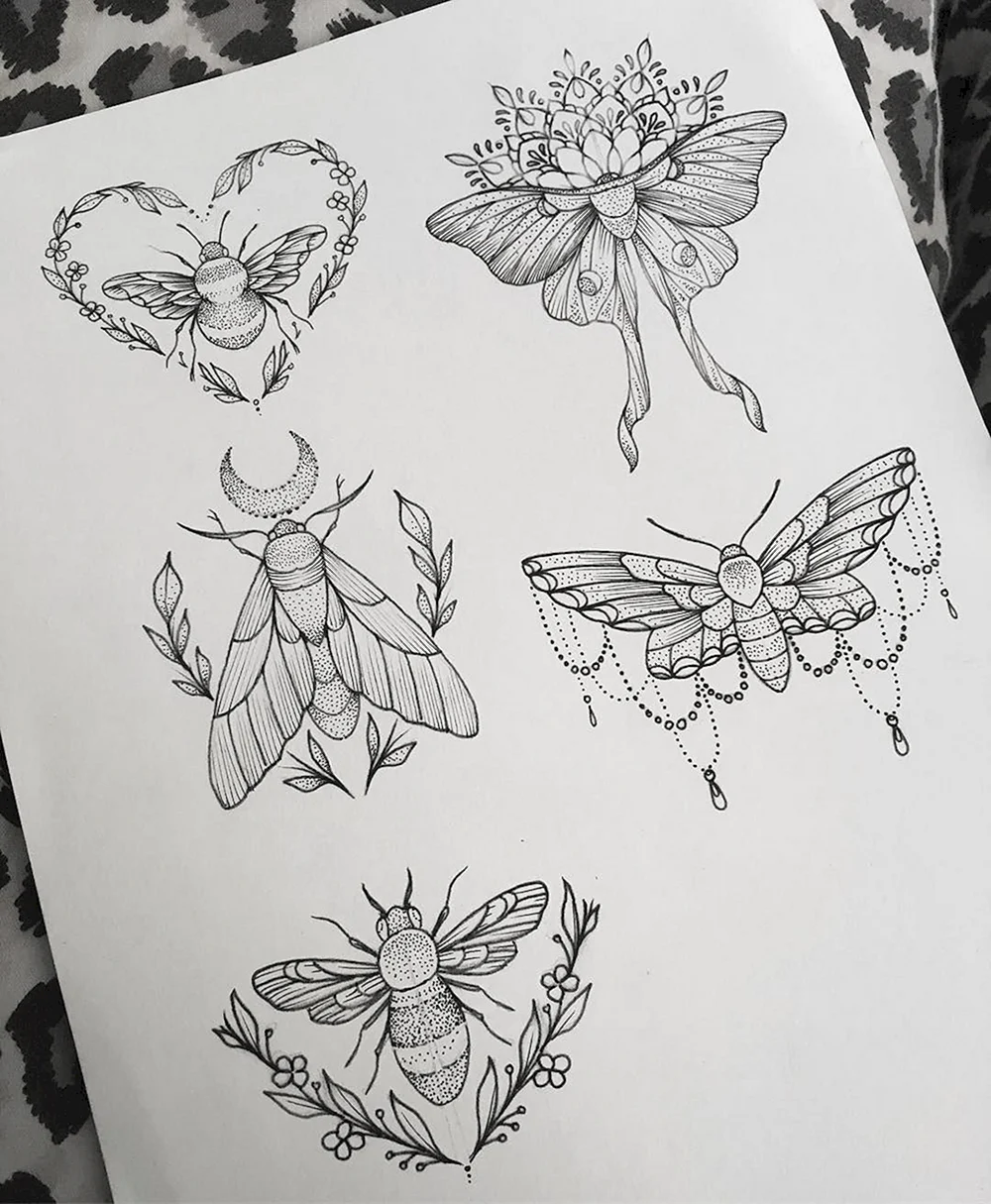 Moth Wings Sketch