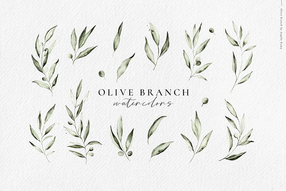 Olive Branch Watercolor