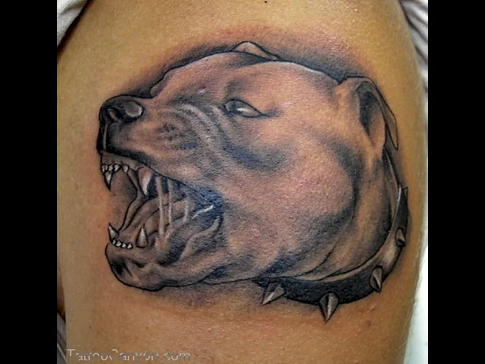 Pitbull Dog Tattoo