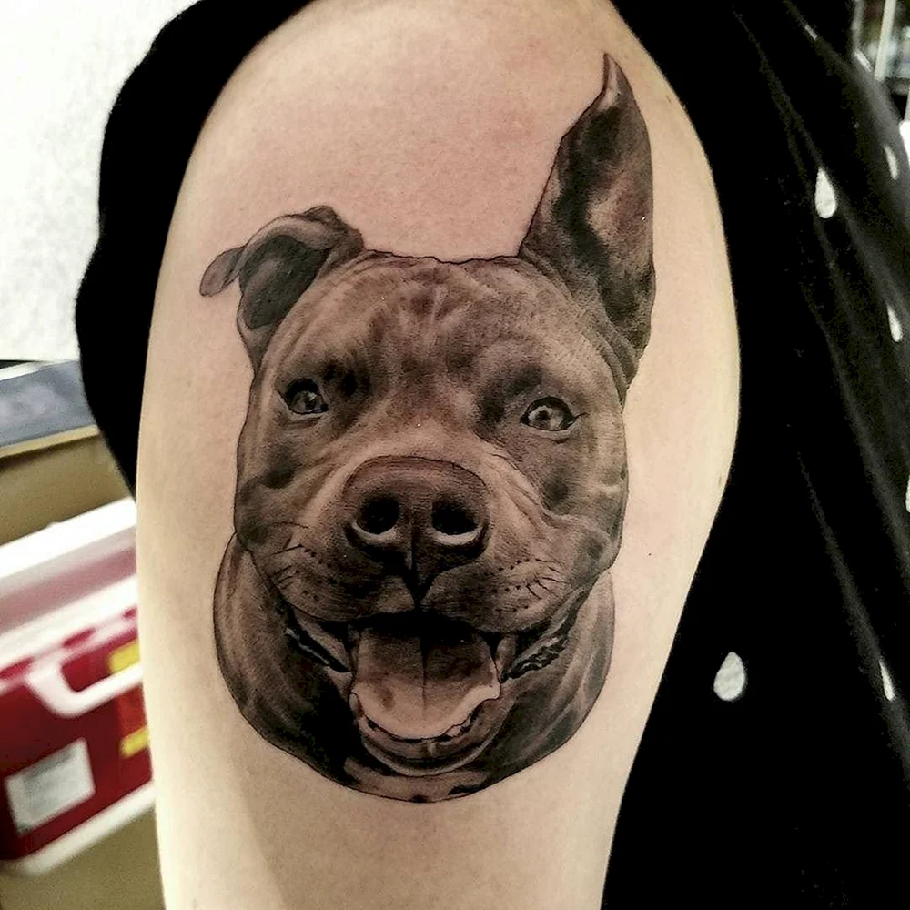 Pitbull Tattoo image
