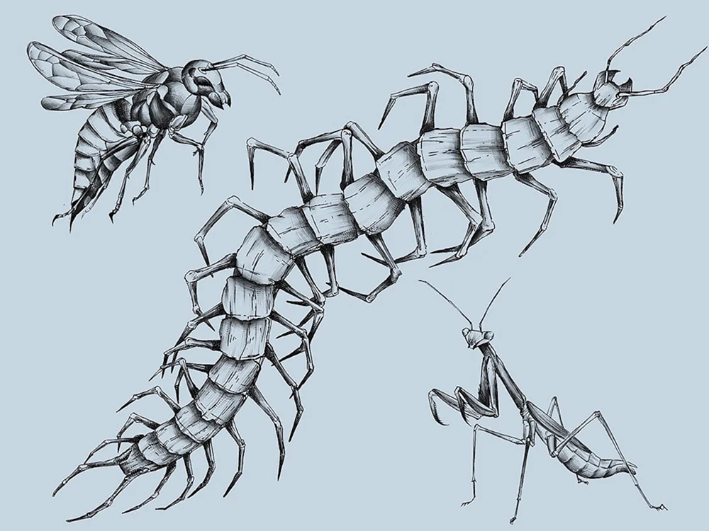Scolopendra drawing