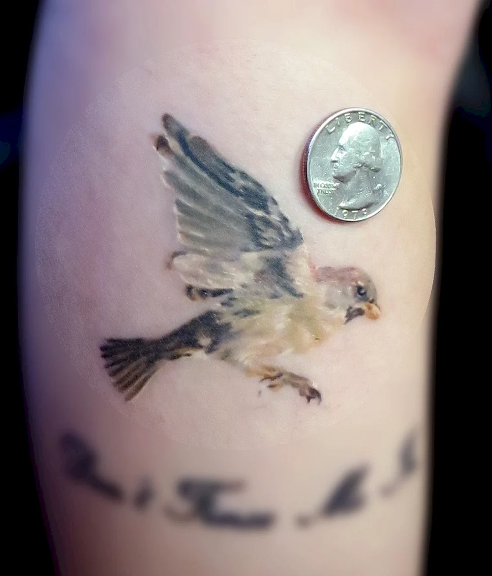Sparrow realistic Tattoo