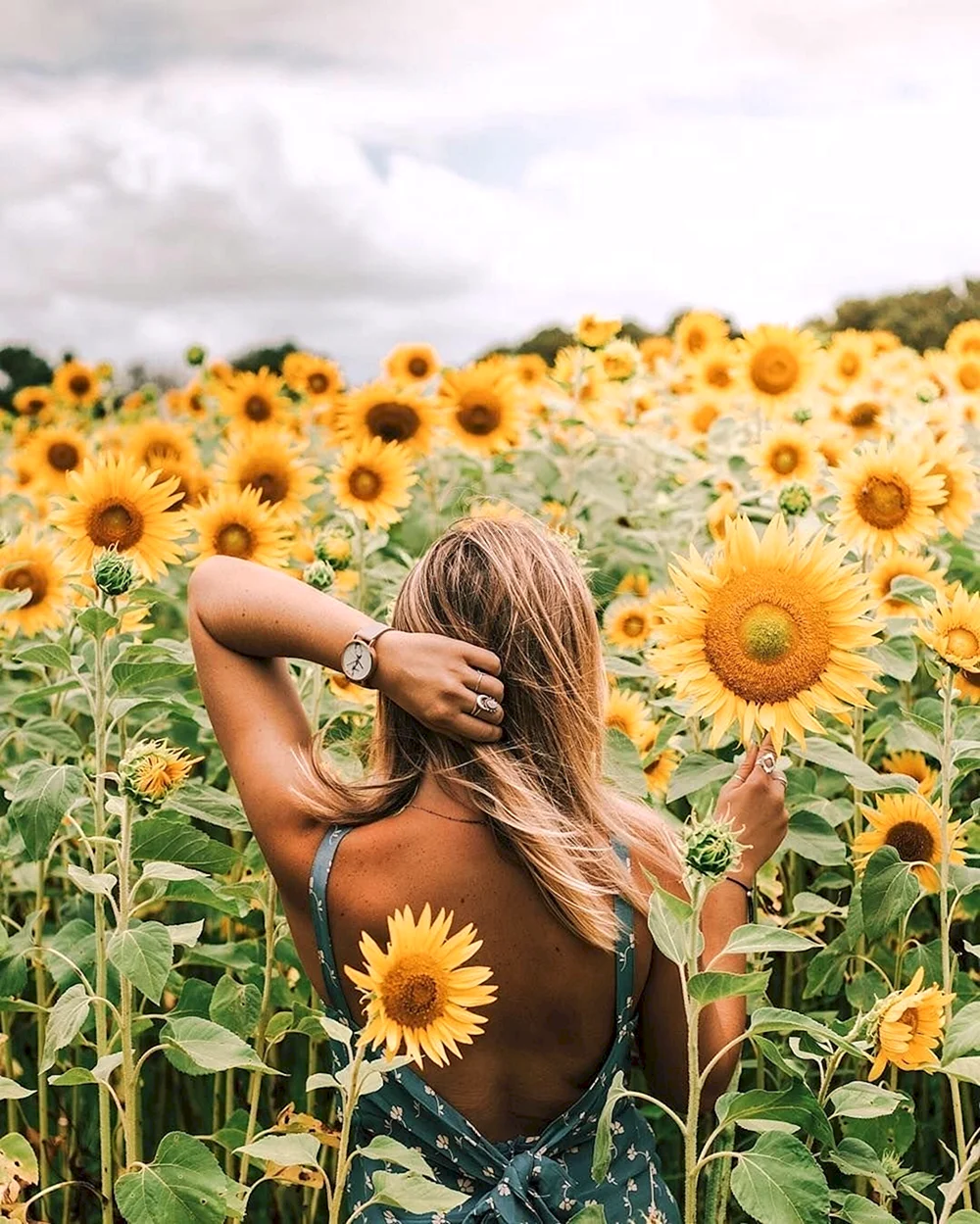 Sunflower field Photography