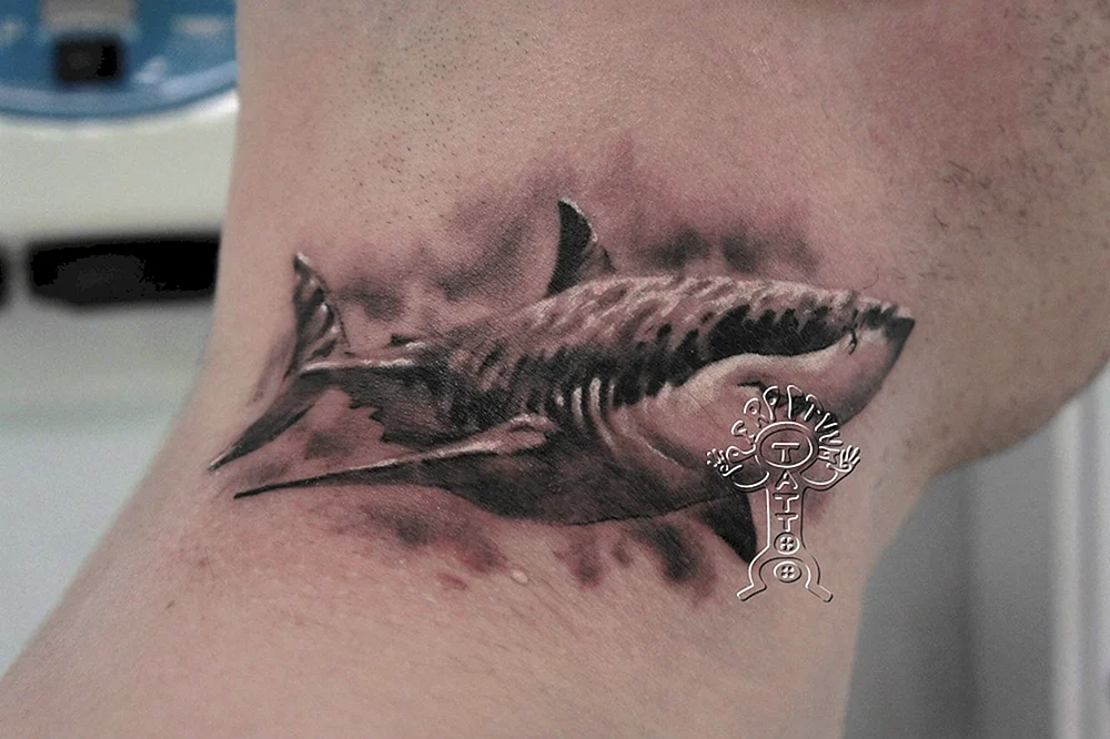 Тигровая акула тату