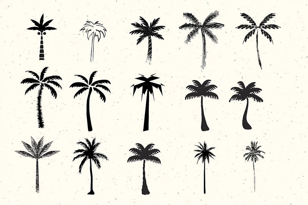 Tropical Palm Sketch