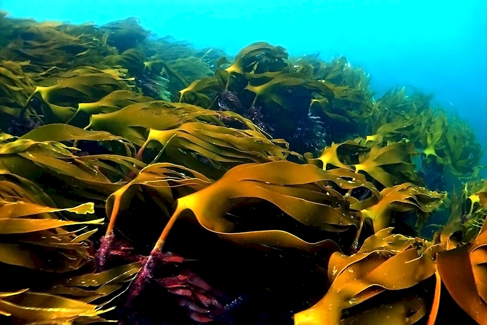 Водоросль морская капуста ламинария