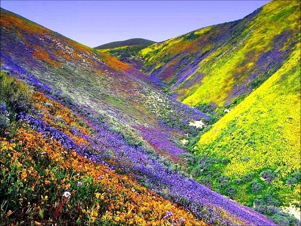 Долина цветов Уттаракханд