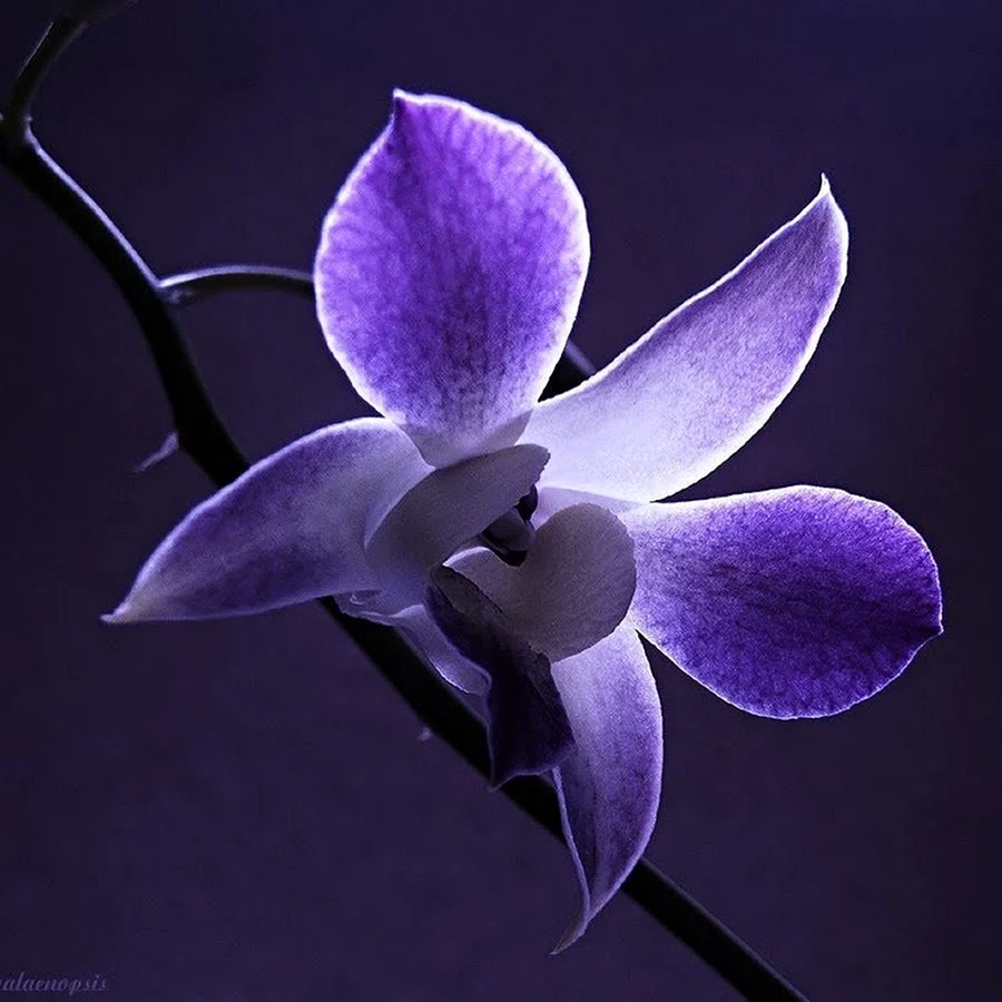 Редкий фиолетовый цветок