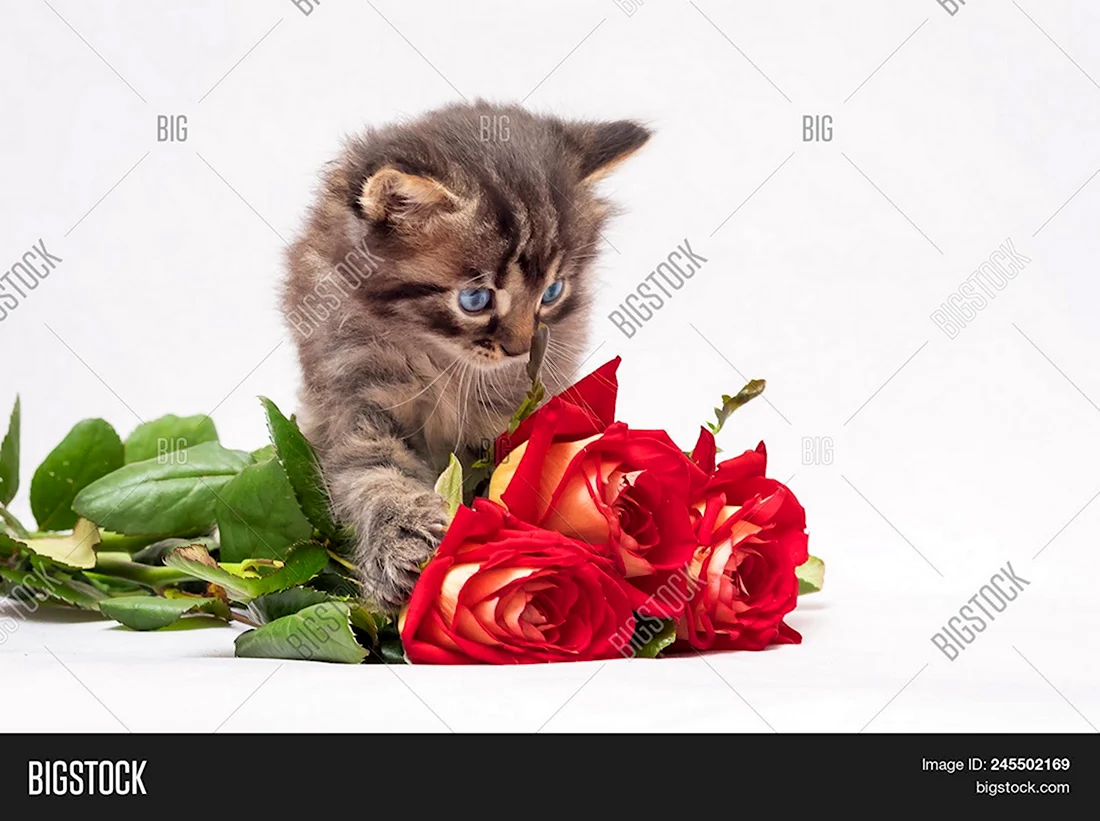 Розы и котенок