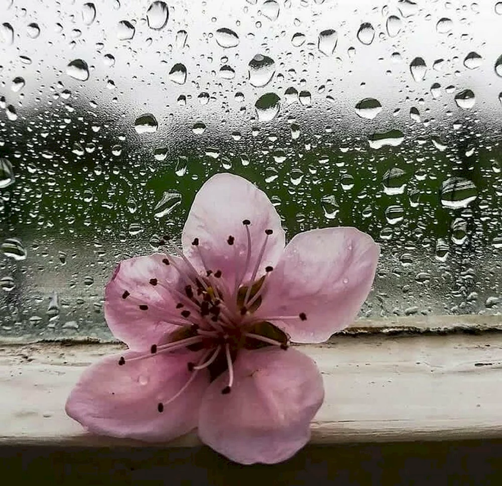 Цветочек под дождем